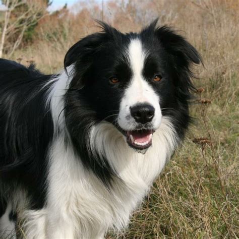 long haired border collie.